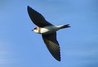 Bank Swallow Flying And Gazzing